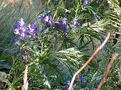 36 Aconitum napellus